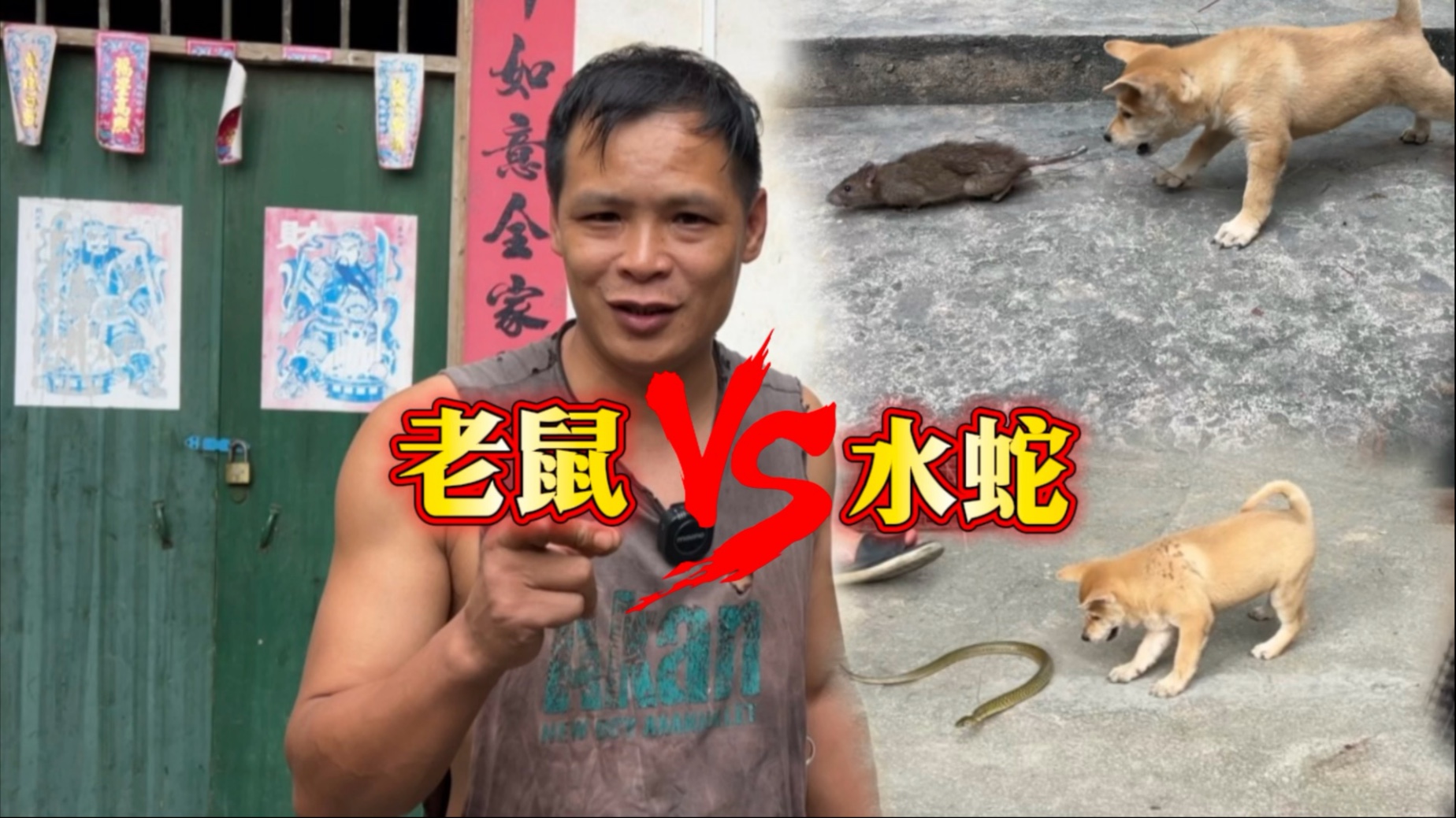 把蛇和老鼠放到小狗面前，它们更害怕谁？看哪只小狗胆量最大