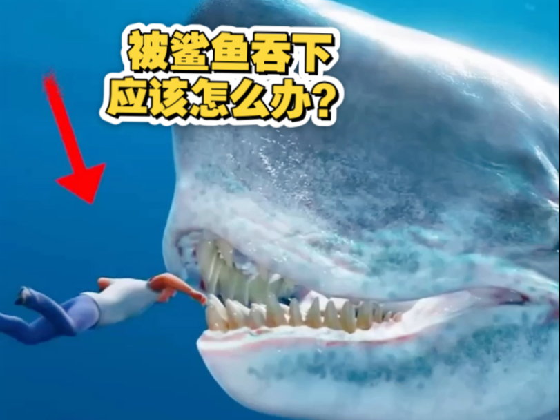 被鲨鱼吞下，会发生什么？