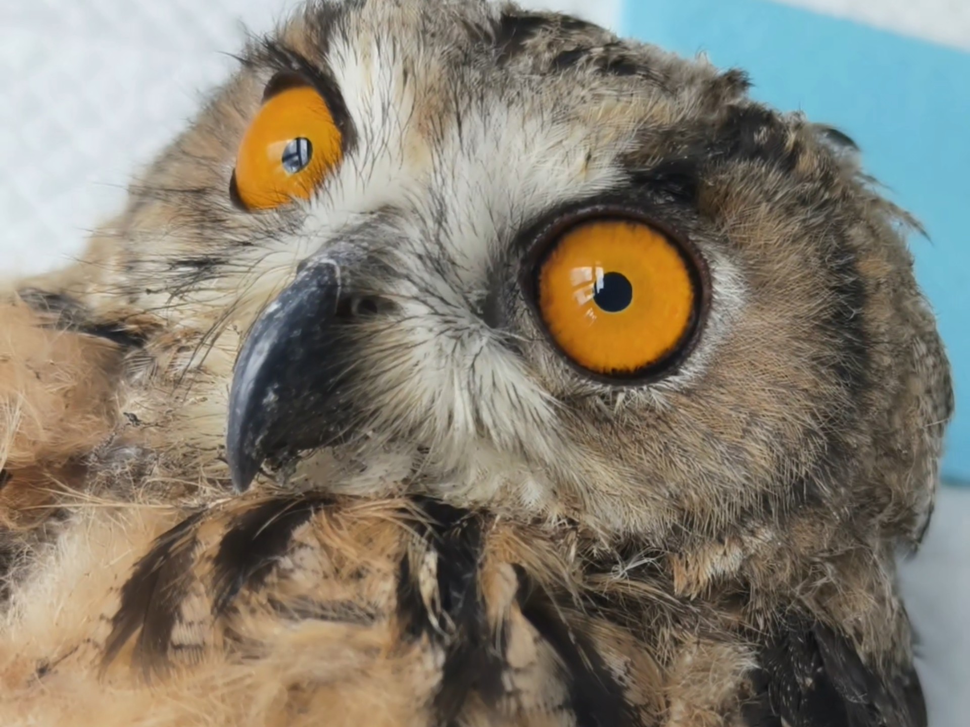 这只猫头鹰能听懂人话