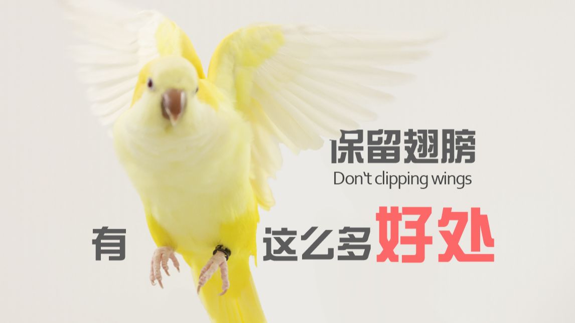不剪羽对我们竟有这么多好处 | 劝你剪羽的人没告诉你的真相