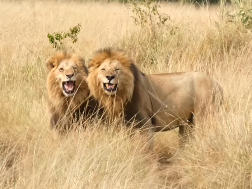 黑岩男孩奥胖和米娜返回荣嘉领地，早晨在无花果地区吃牛，肚子吃