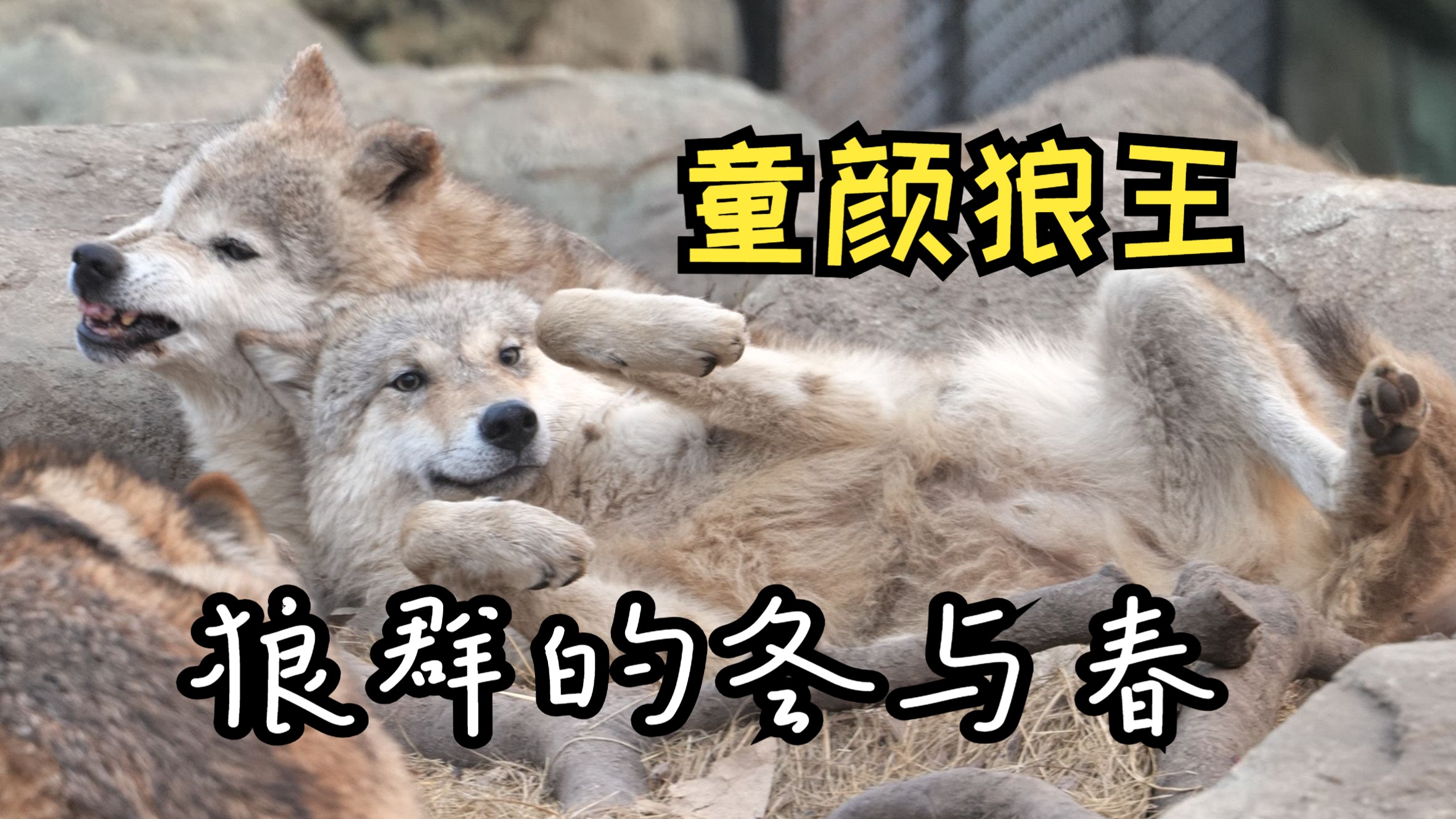 红山的“童颜狼王”是怎么回事？历时半年自制纪录片《狼群的冬