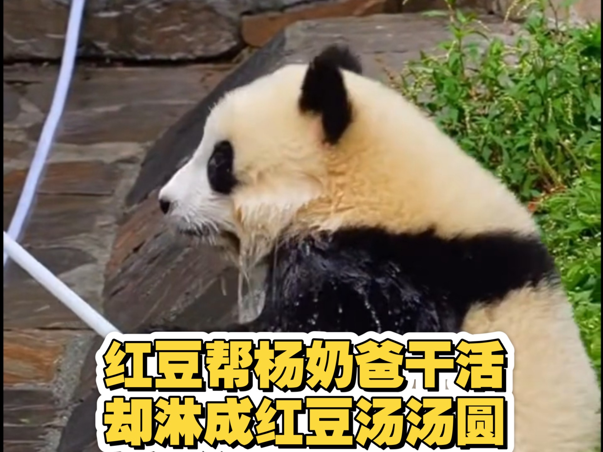 250813 ，红豆把自己淋成红豆汤圆
