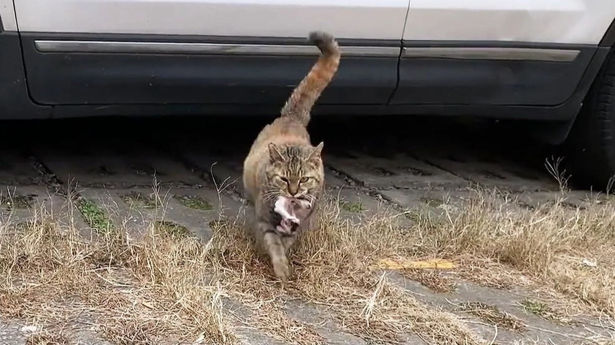 流浪猫叼着刚出生的小猫，在车底无助徘徊…