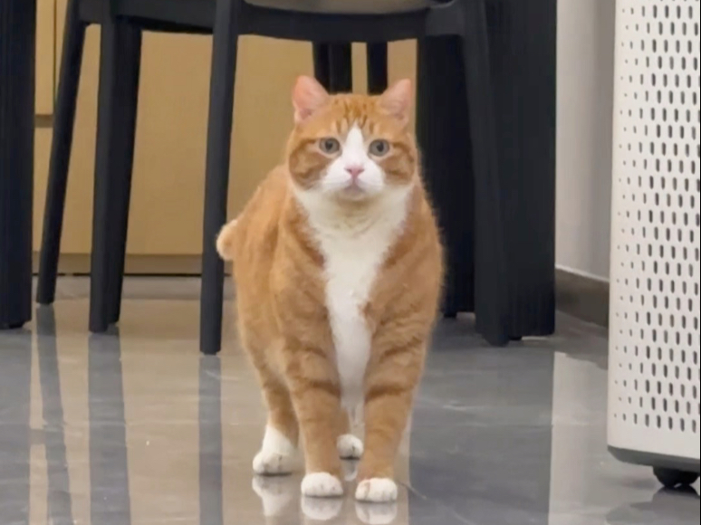这小猫怎么哞哞叫？
