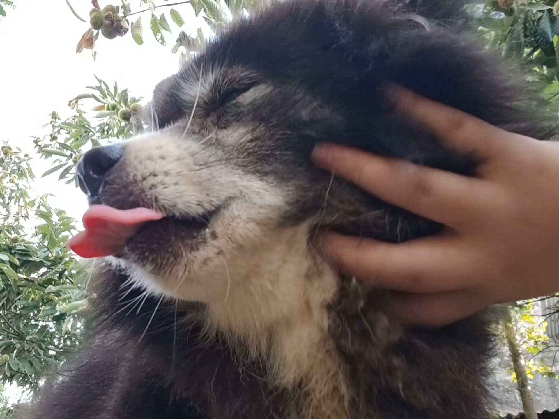 “她又在挠她的小破狗！”