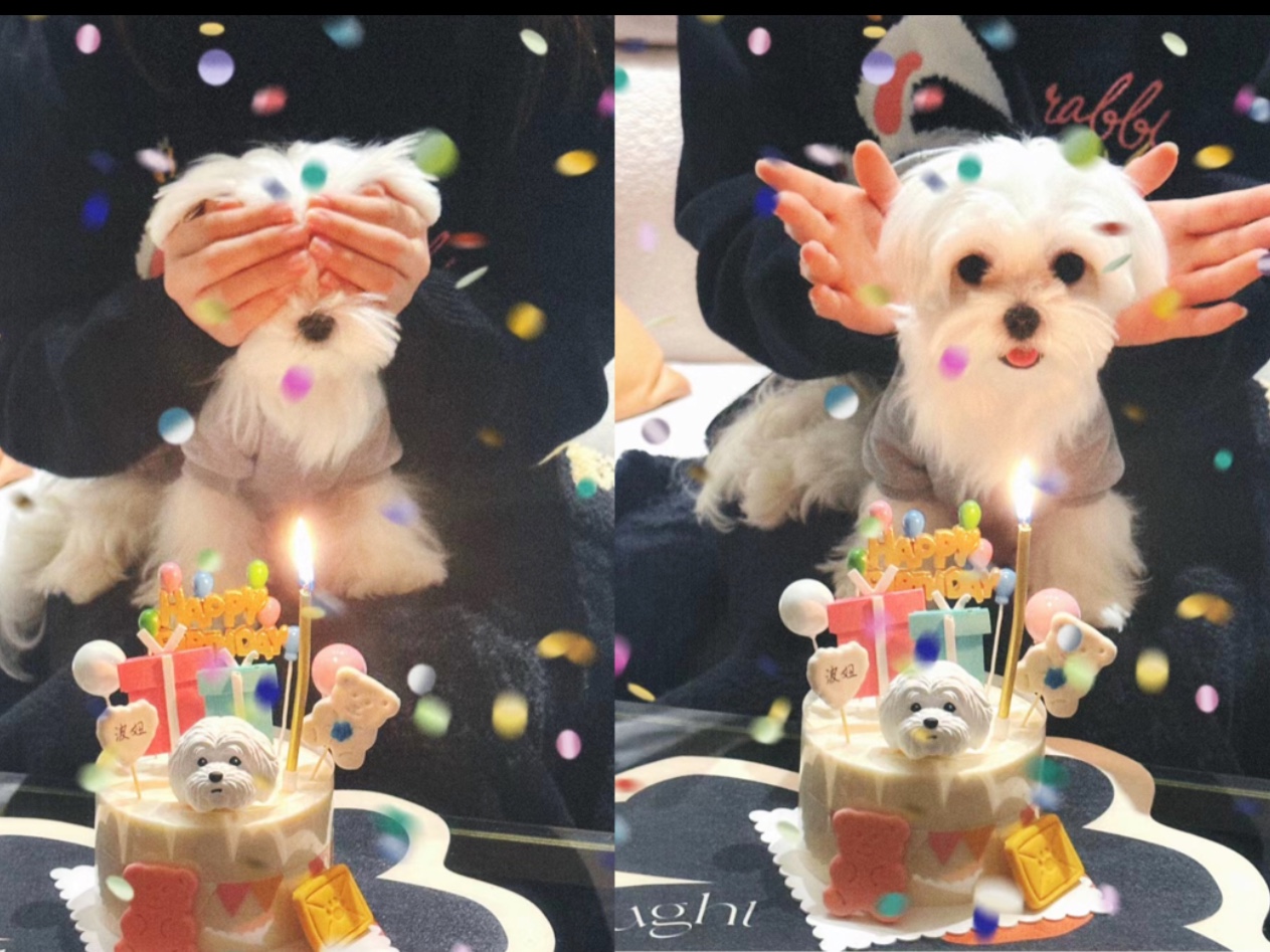 原来小狗也喜欢惊喜，看看波妞的三岁生日是怎么过的吧
