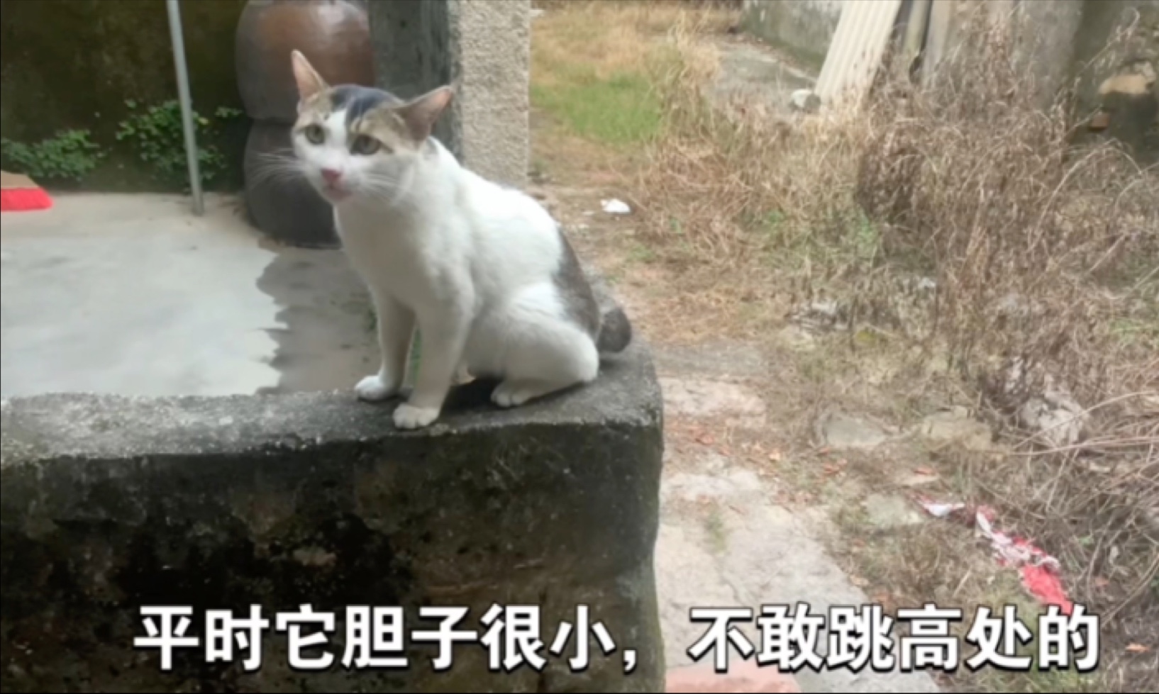 这么喜欢吃鱼吗，哈基狸，你这家伙