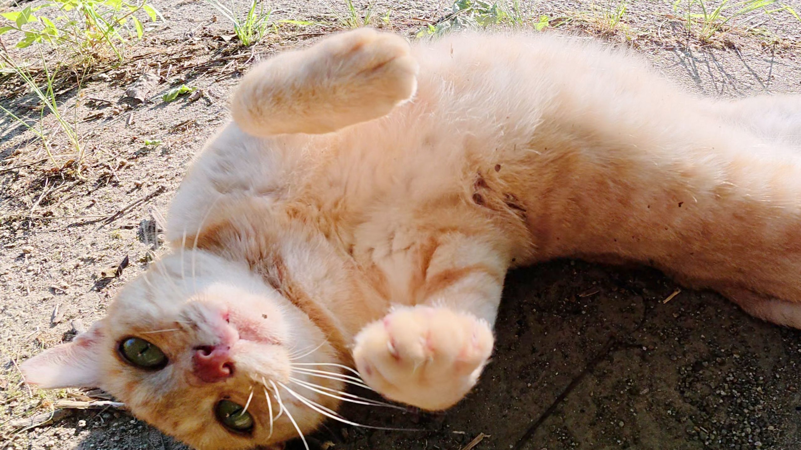 我正在和奶油色的猫妈妈玩耍，她的橙色儿子走了过来