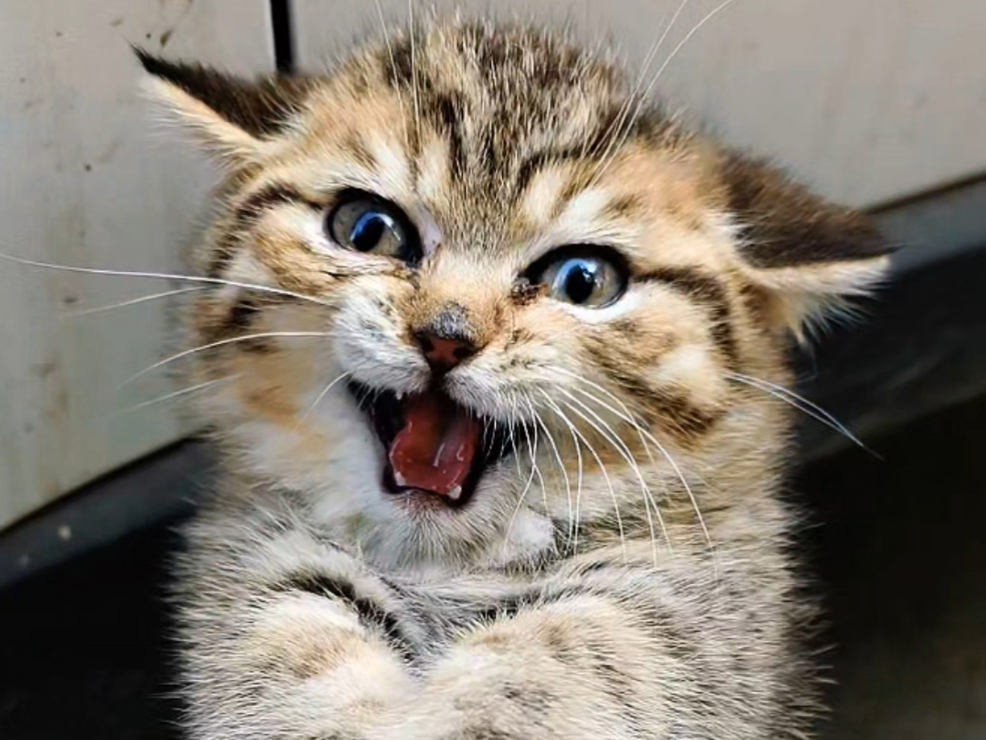 捡回家的流浪猫可真难养啊～