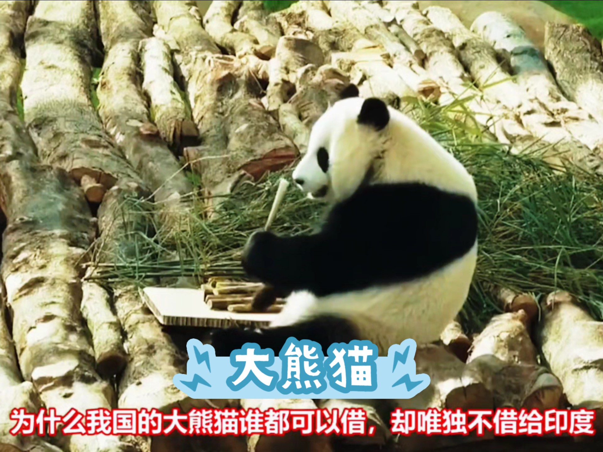 咱们的国宝大熊猫为什么不能借给印度