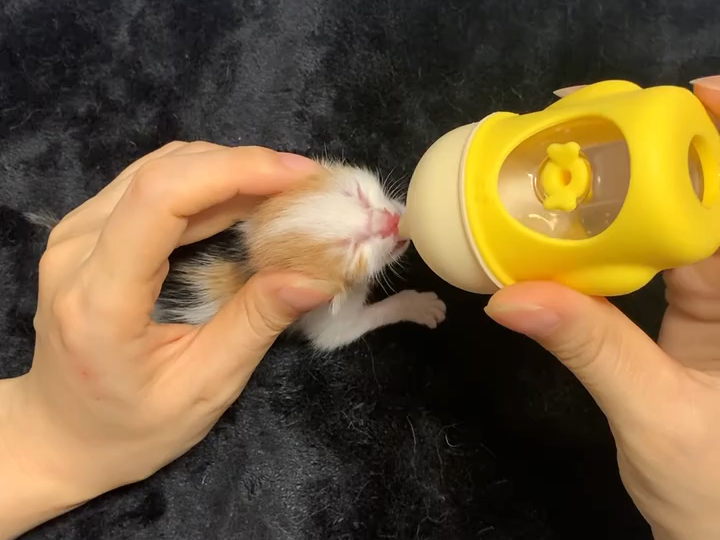 捡到小七宝第五天啦～小家伙越来越能吃了，吃饱喝足能睡3个小时