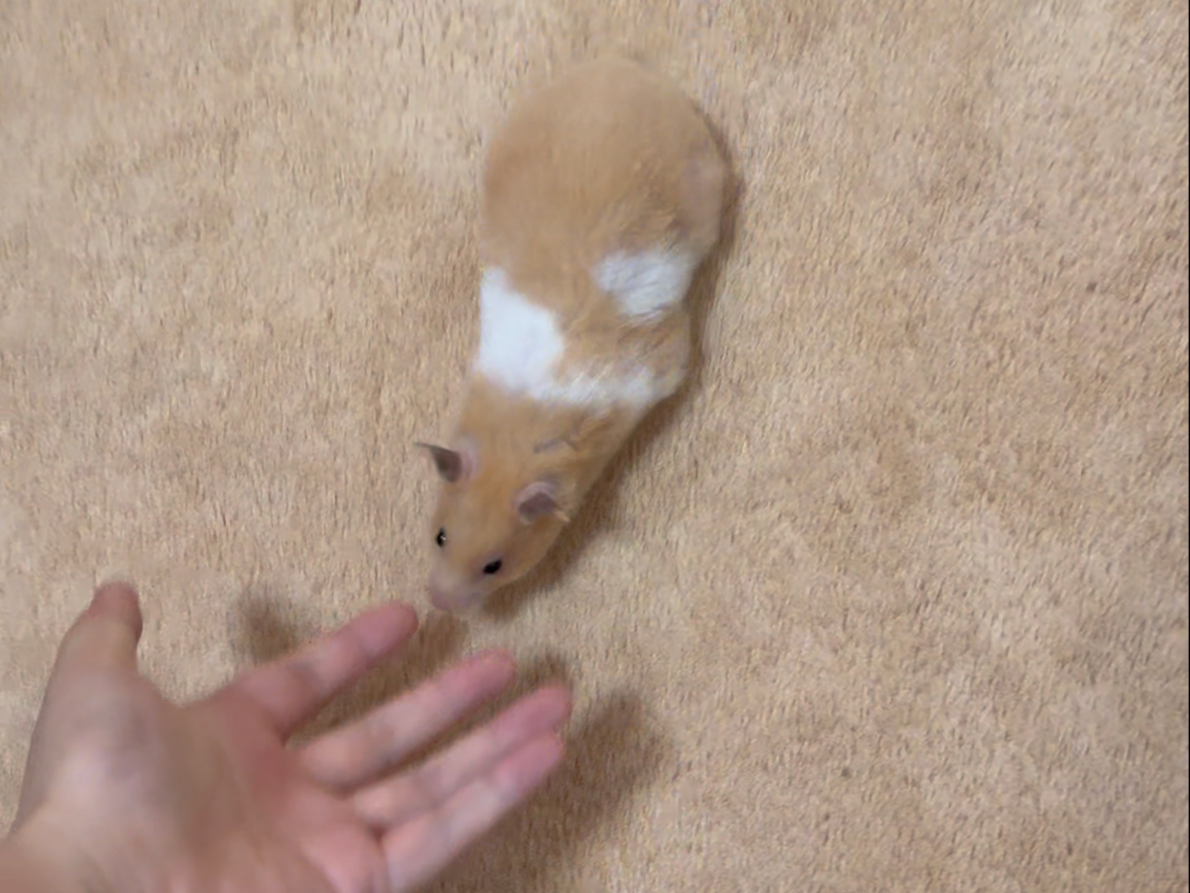 这不又是一只小狗鼠吗