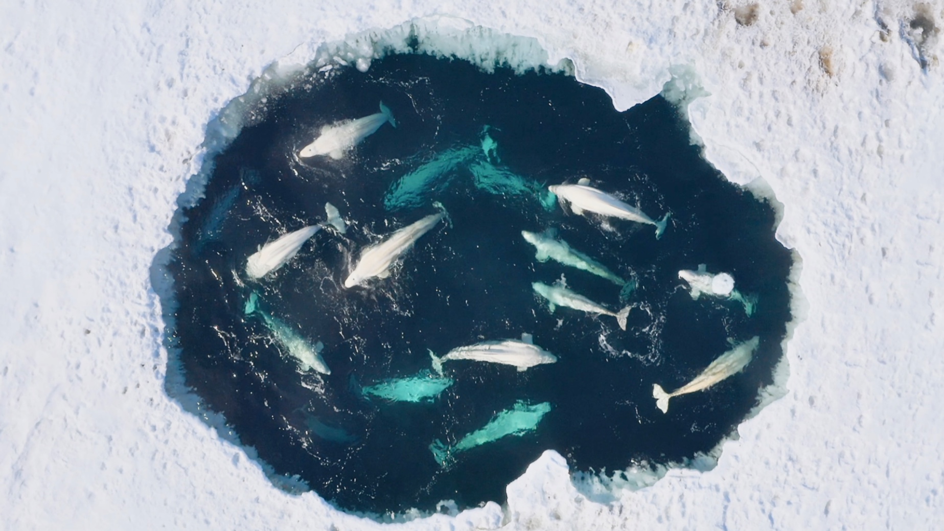 《 极 地 牢 笼 》30多头白鲸被囚禁在冰洞里，最后竟然