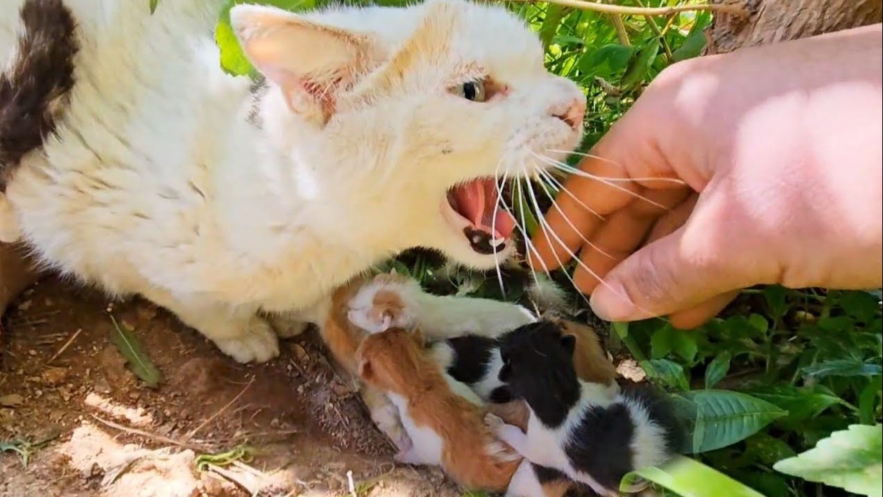 警惕的野生流浪猫妈妈寻求帮助