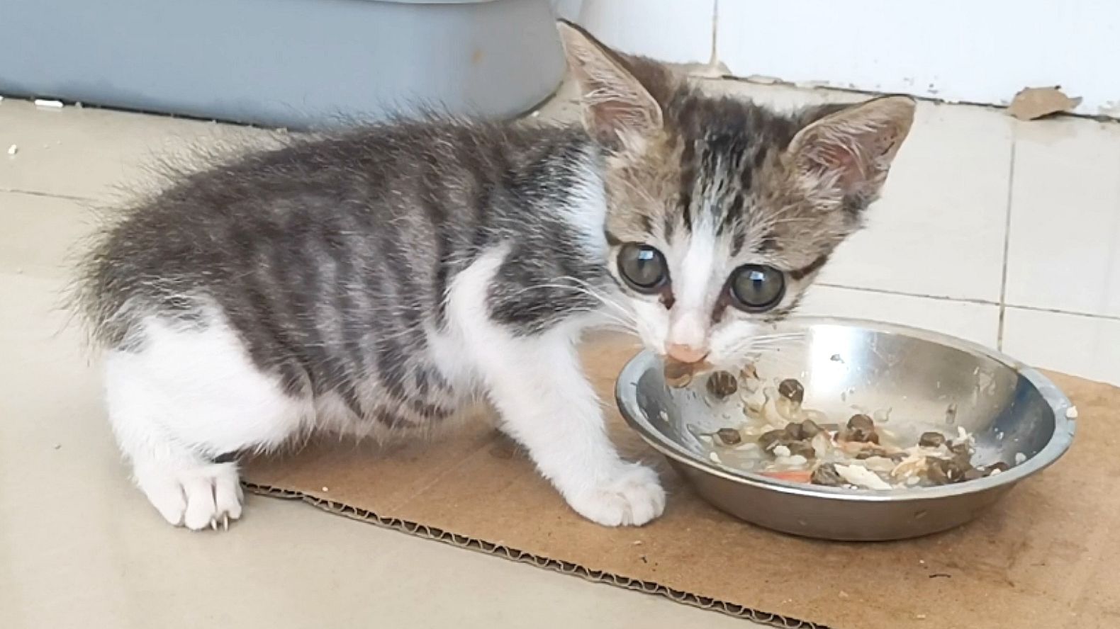 大家建议少量多次给小鼻嘎喂饭，听劝重新配