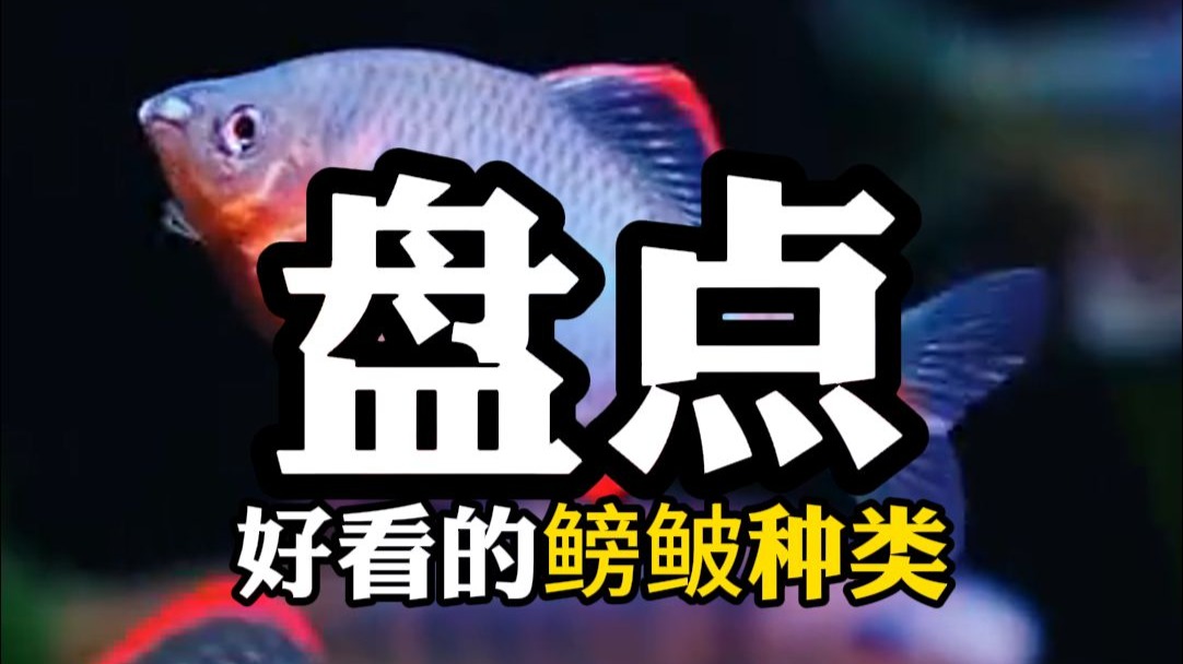 这么多美丽的鳑鲏可以选，还不快养起来