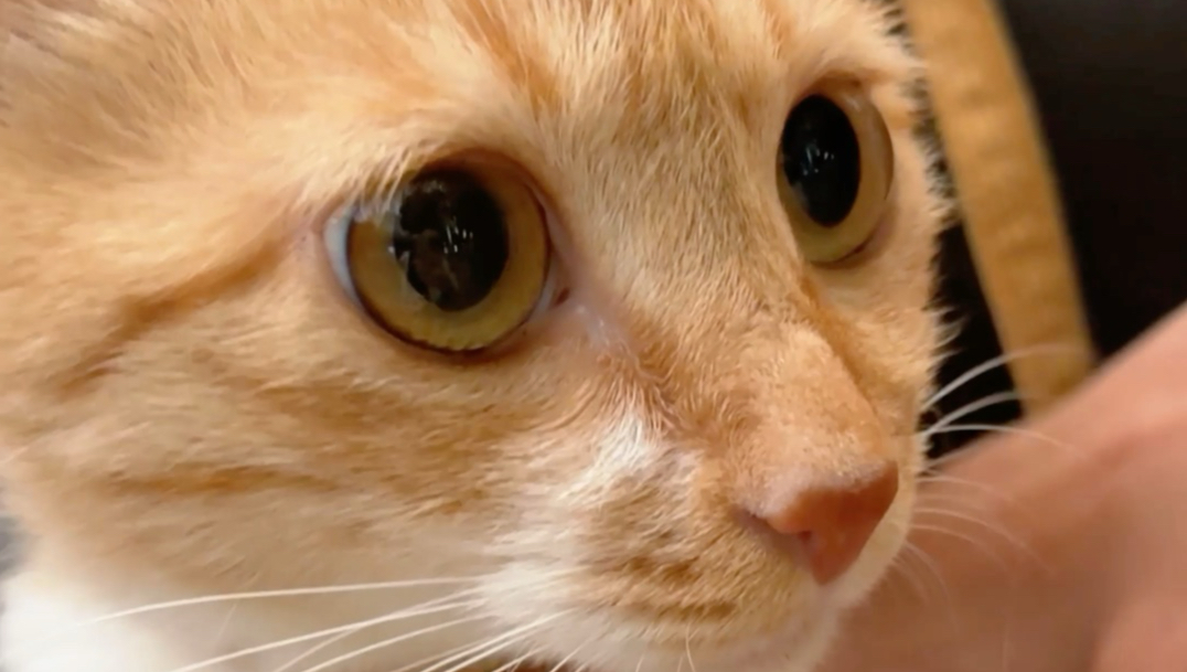 人，你可以掏咪的猫脯肉