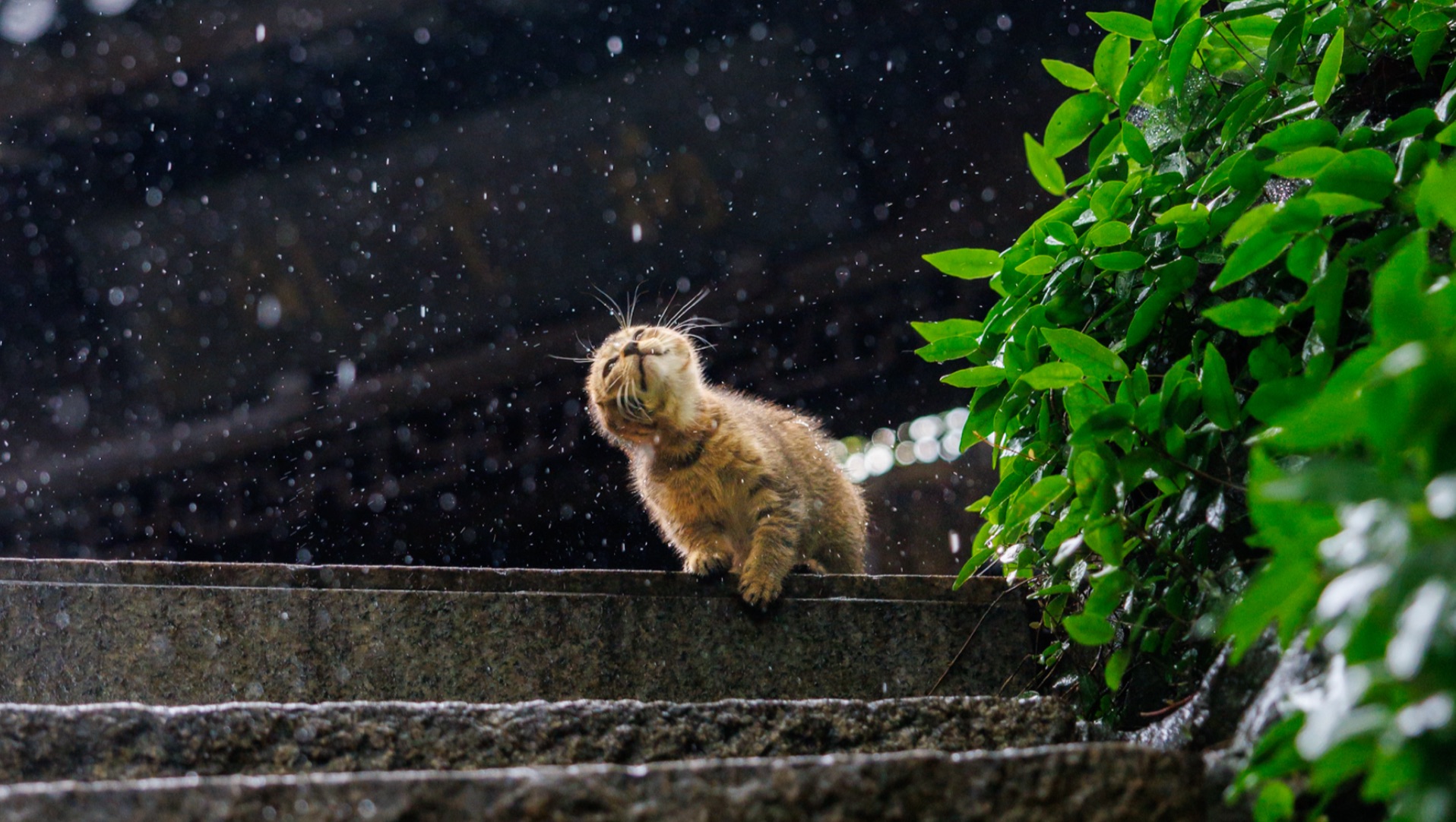 拍猫录：落雨箜篌引狸猫，突突一响入江南