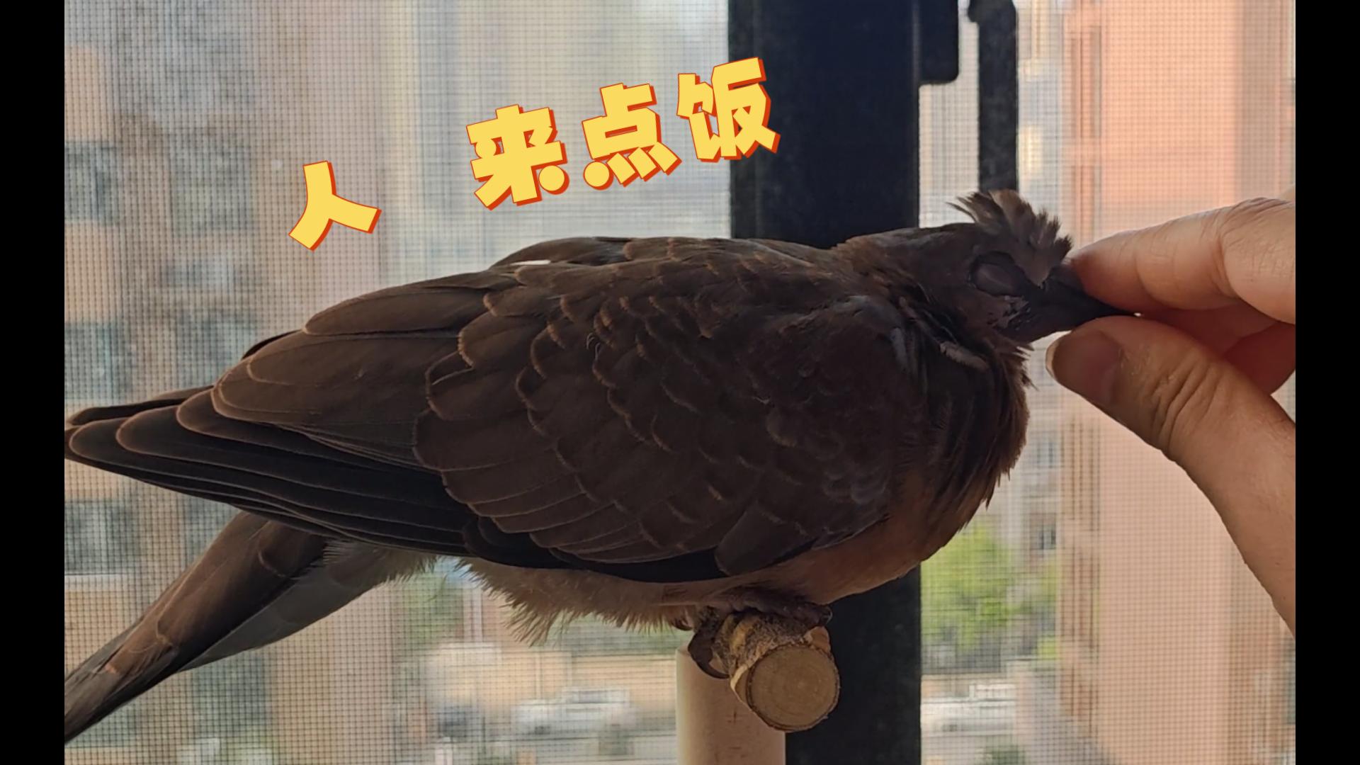 阳台鸠鸠||高能量小鸠的一天