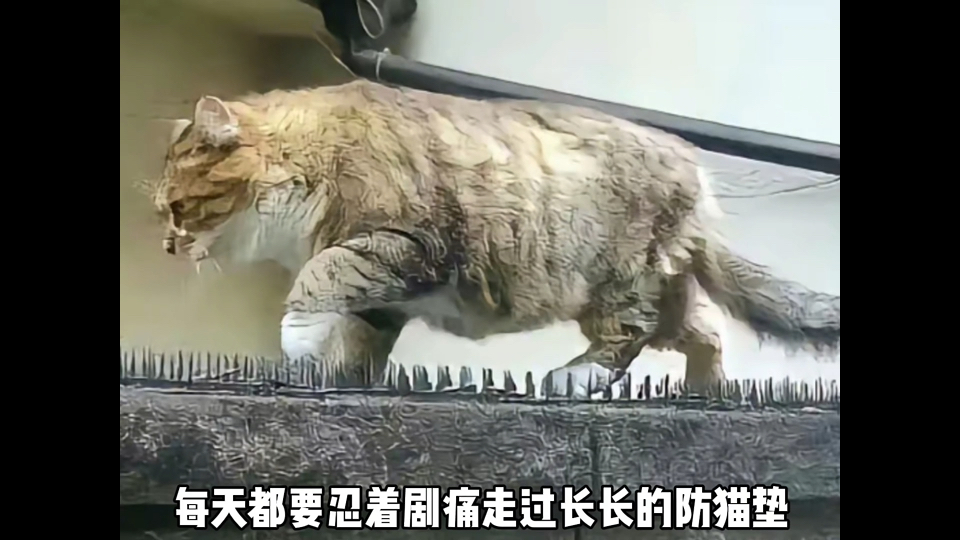 “你们还记得这张感动无数网友的照片吗？”