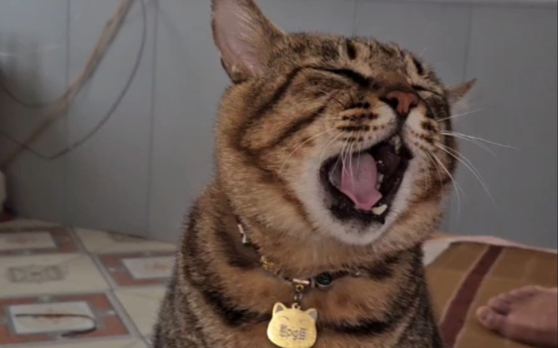 猫哥:起来吃饭了老登！