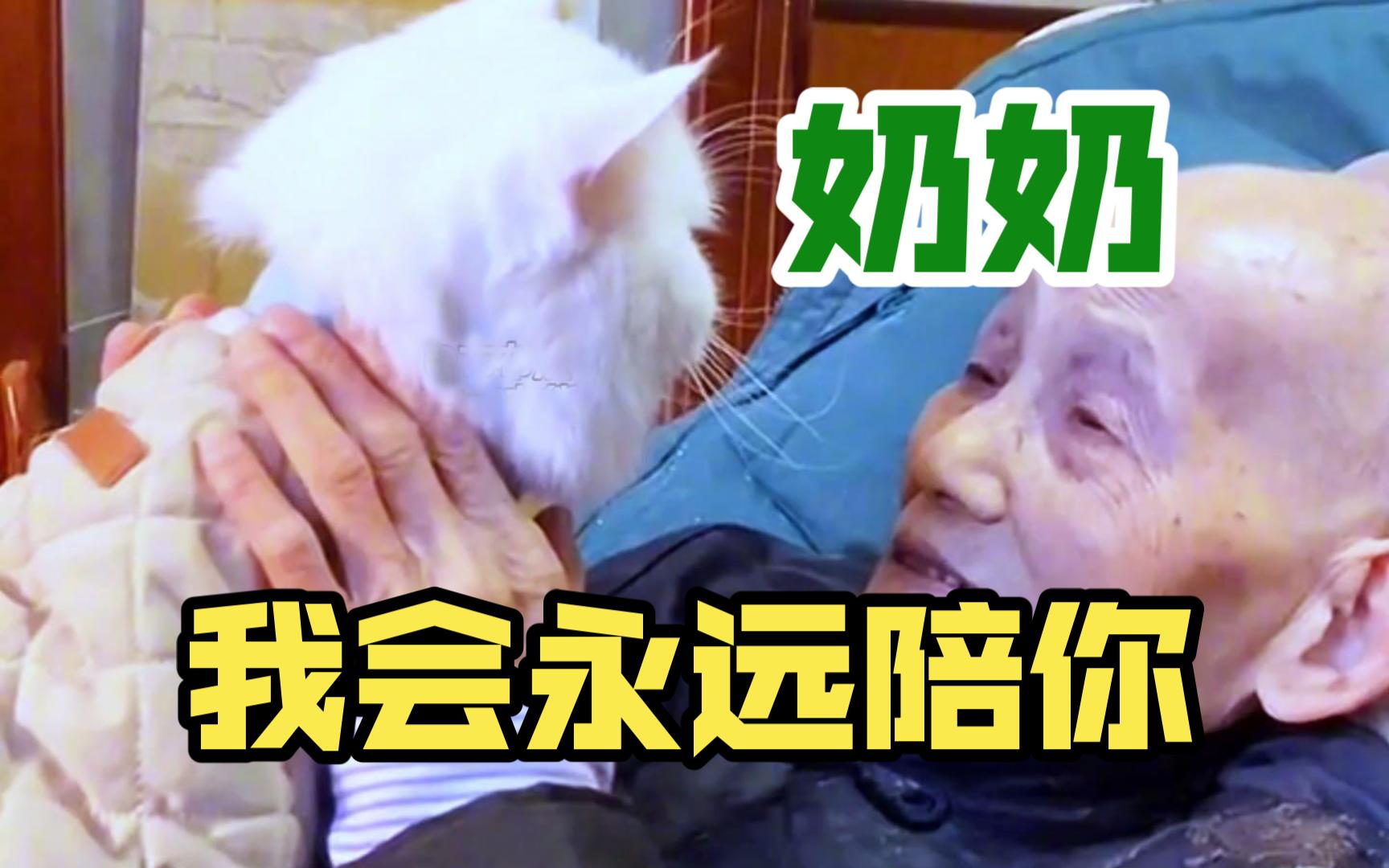 陪伴奶奶一辈子的白白 最终追随奶奶而去 奶奶我要永远和你在