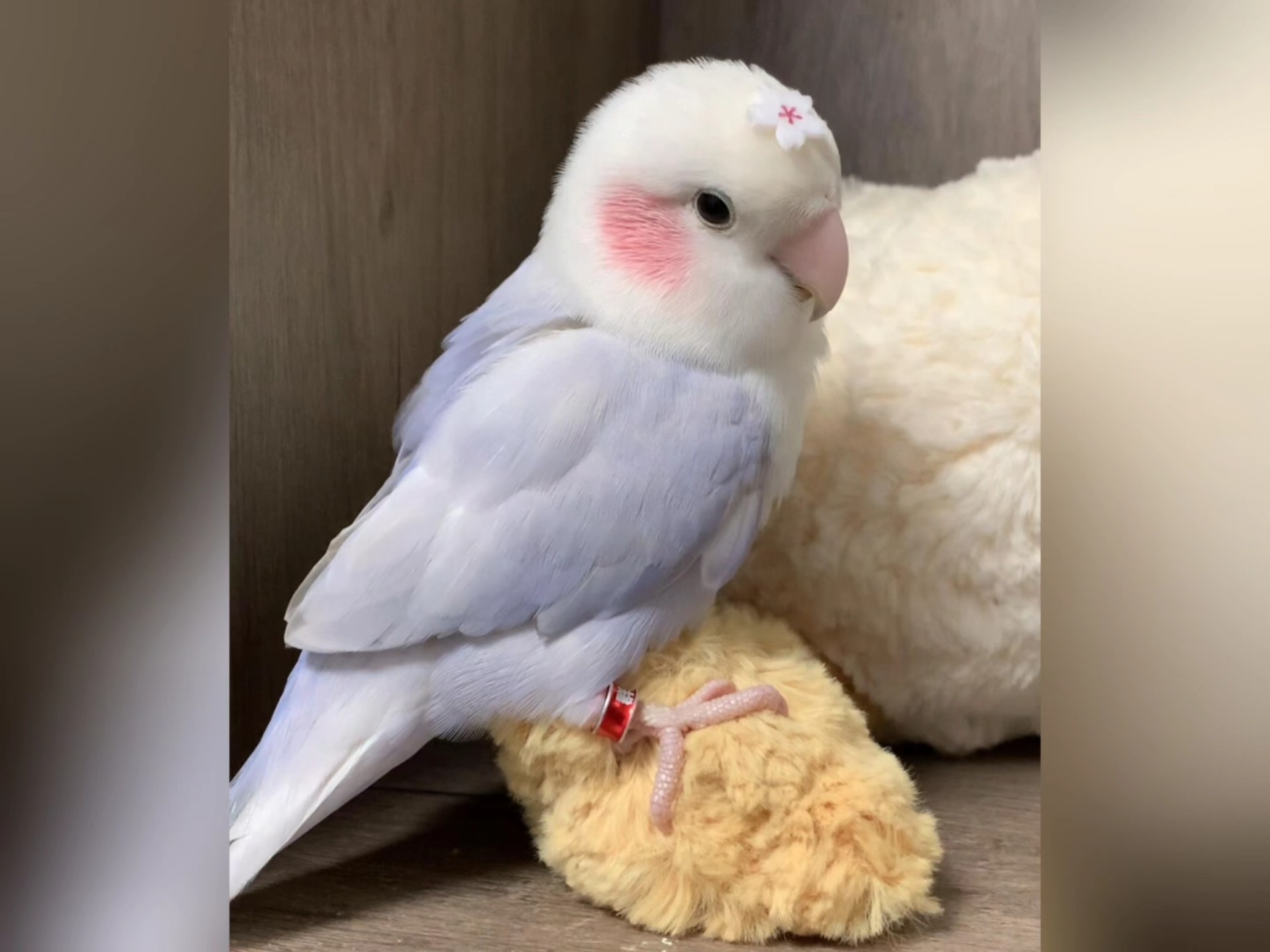 为什么鹦鹉会模仿人说话？