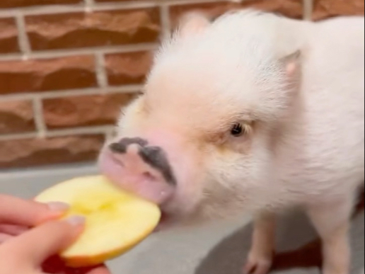 猪猪迷你酱咀嚼音纯享