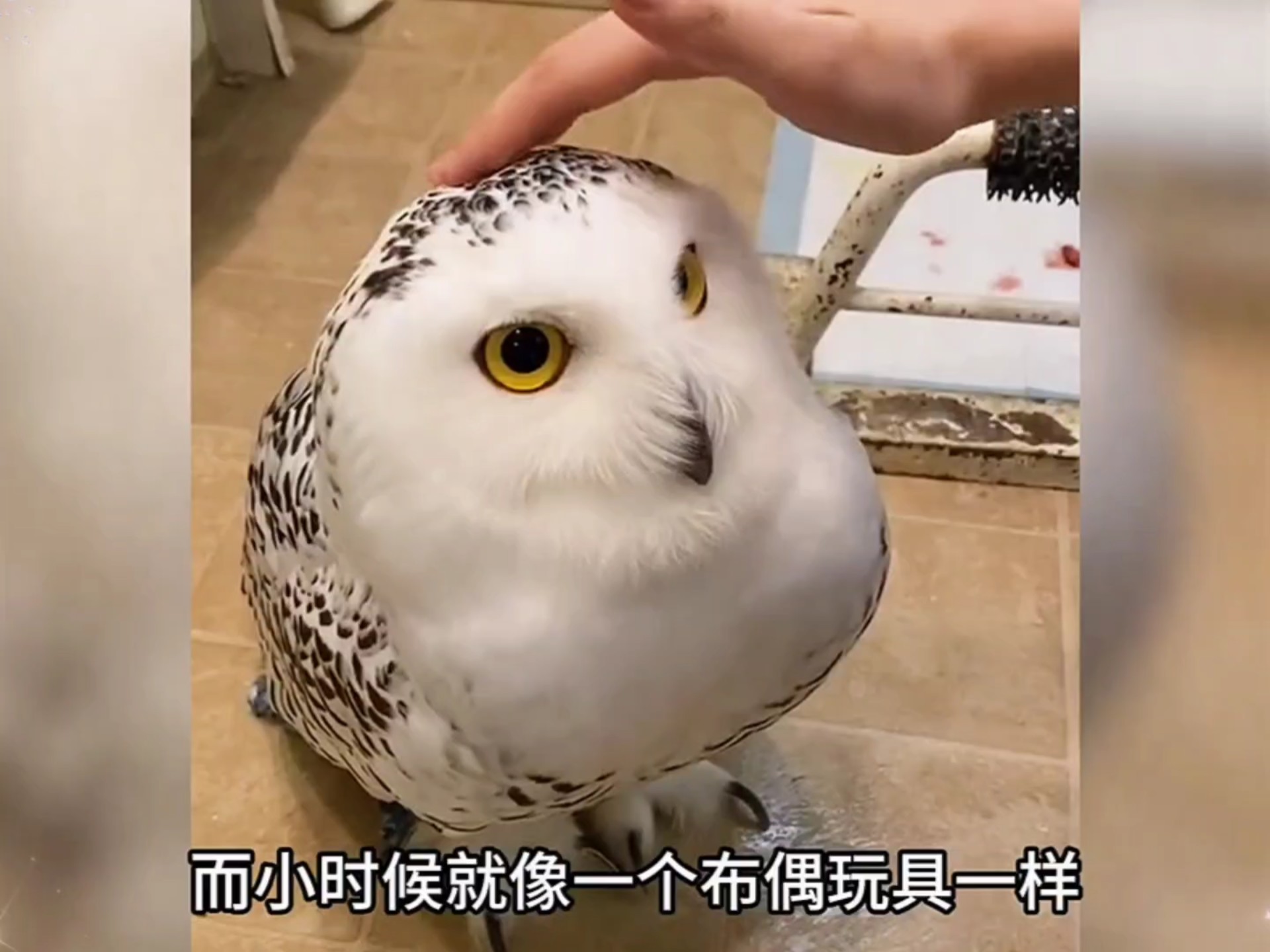 这些动物小时候太萌了，每一只都好可爱！
