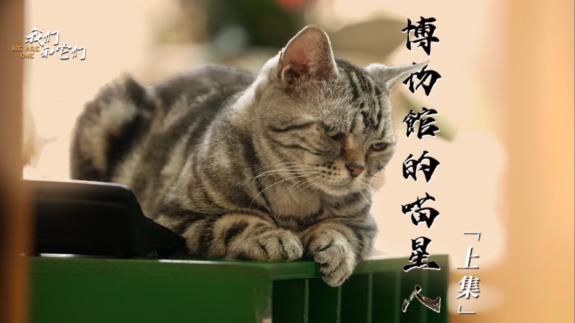 「博物馆里的喵星人 |  上集」