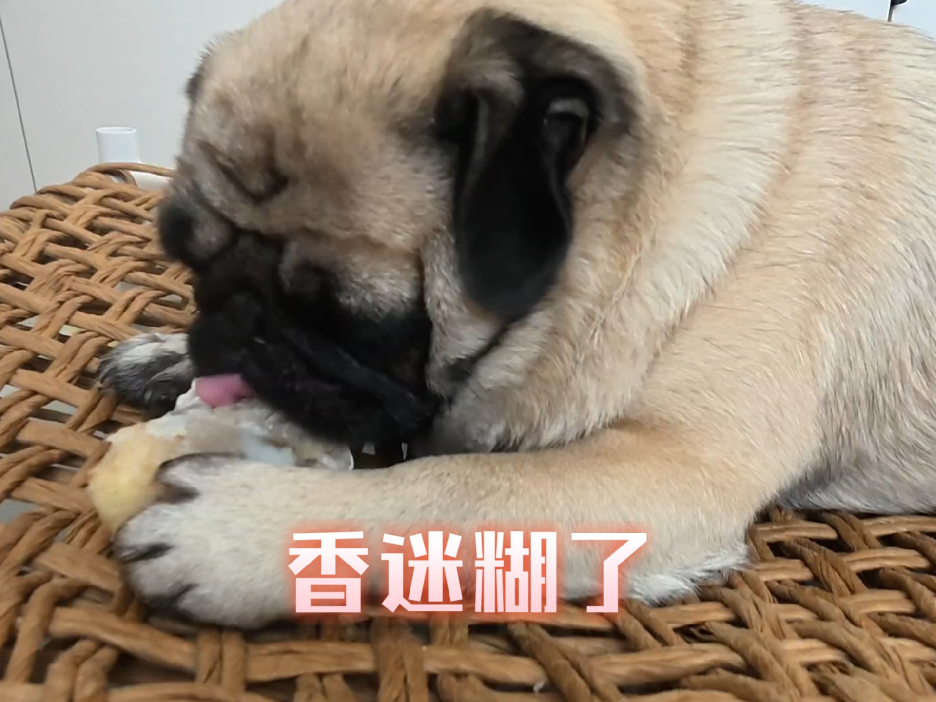 还是啃没有肉的骨头带劲！(能啃好久好久)