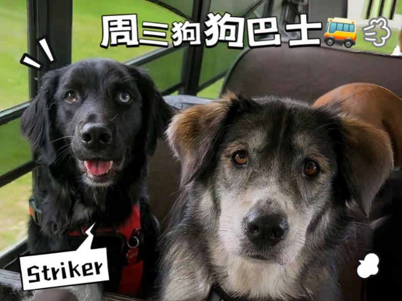 欢迎新同学加入狗狗巴士～