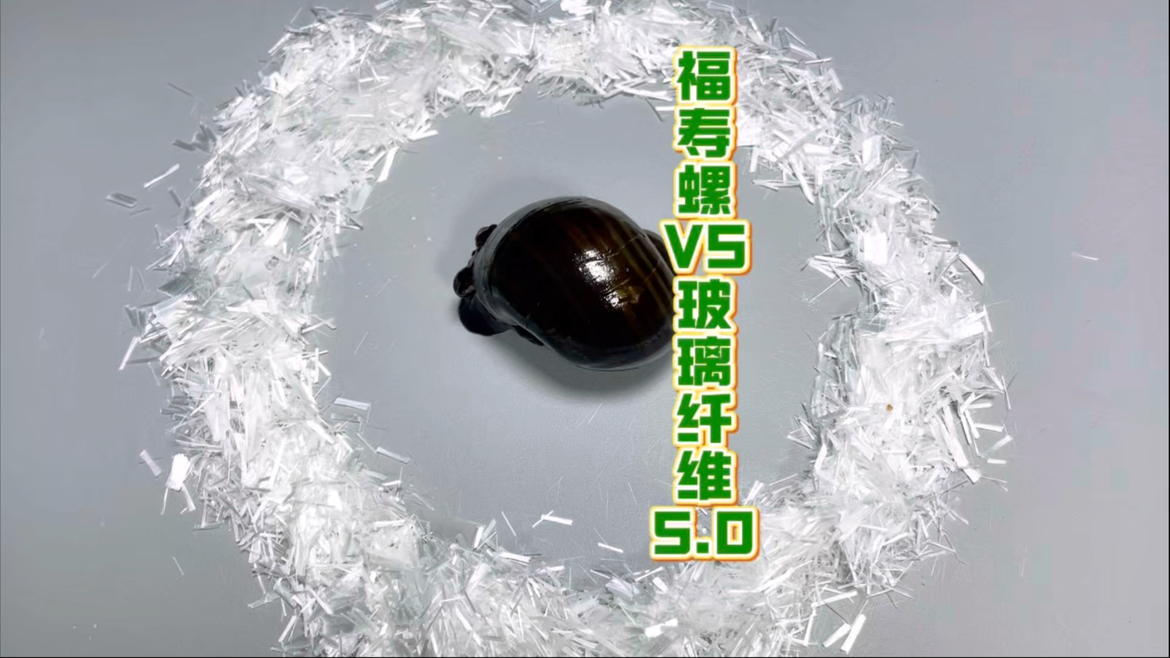福寿螺VS玻璃纤维5.0
