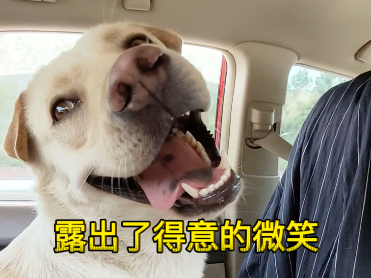 南狗北运之5:一天两晚，终于把我的小狗带回家了，海狗和我们的幸