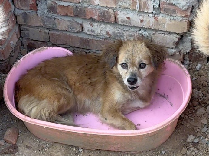 其实狗狗也不知道自己被抛弃了，它们要的真不多。