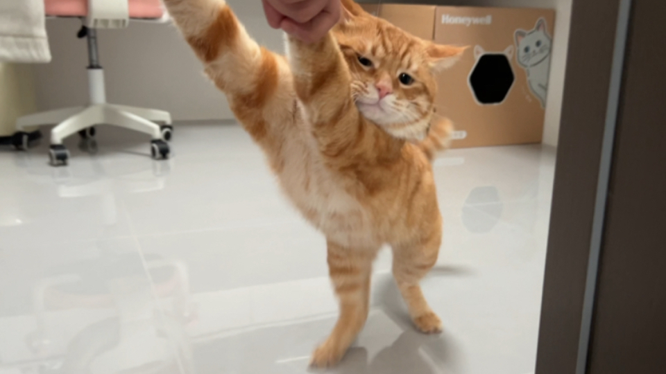 猫：一旦不爱了…连出卖都不带一丝犹豫…