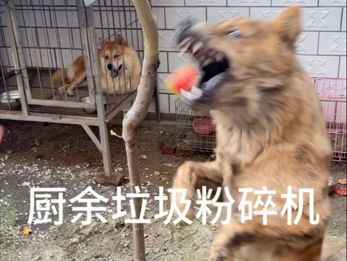 厨余垃圾粉碎机