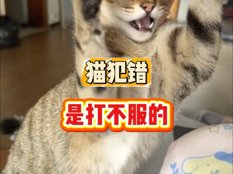猫犯错是打不服的，打它根本没用