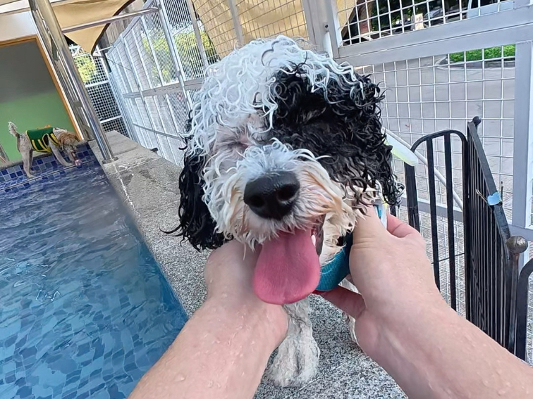 夏天的风太热，夏天的泳池正好