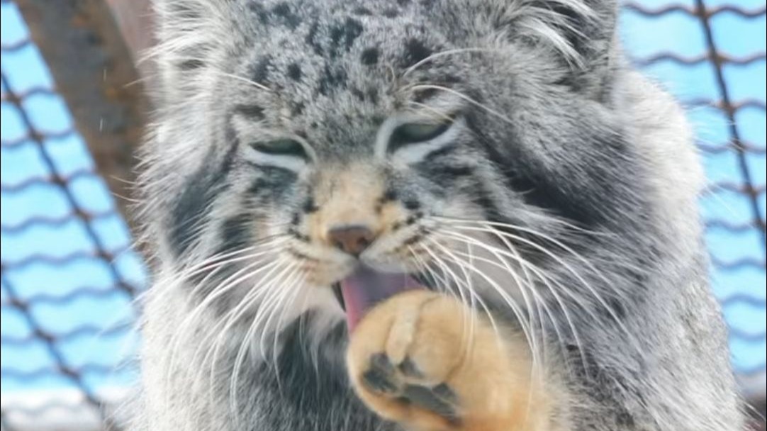 藏狐还爱骚扰兔狲？？？