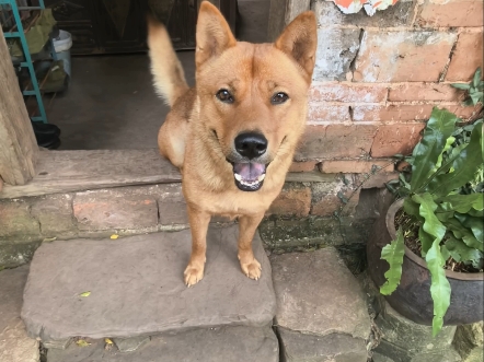这次的集结很成功 #中华田园犬 #萌宠#狗狗#萌宠出道计划 #动