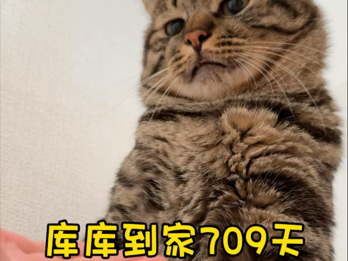 库库到家709天，看好啦，是库是自己走近我的！这就是库库表达爱的