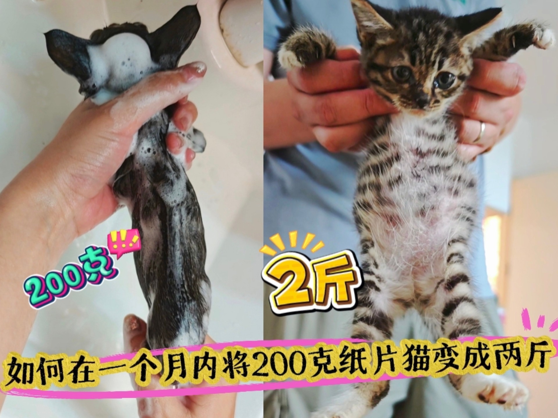 如何在一个月内将200克纸片猫变成两斤