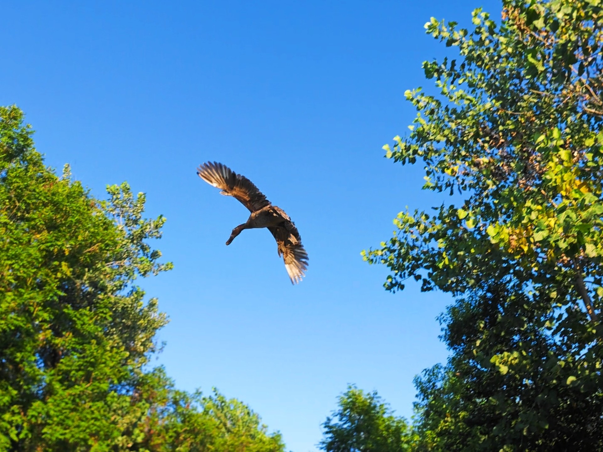 去年迁徙掉下来的杂交野鸭越来越能飞了，今年不知道会不会迁徙