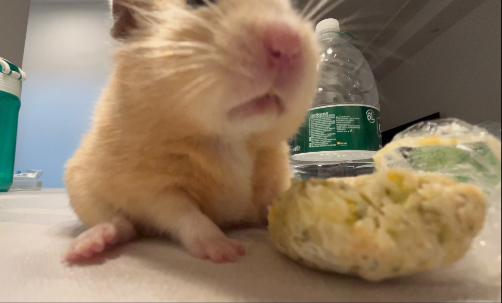 小鼠最近没精神，做点辅食给他