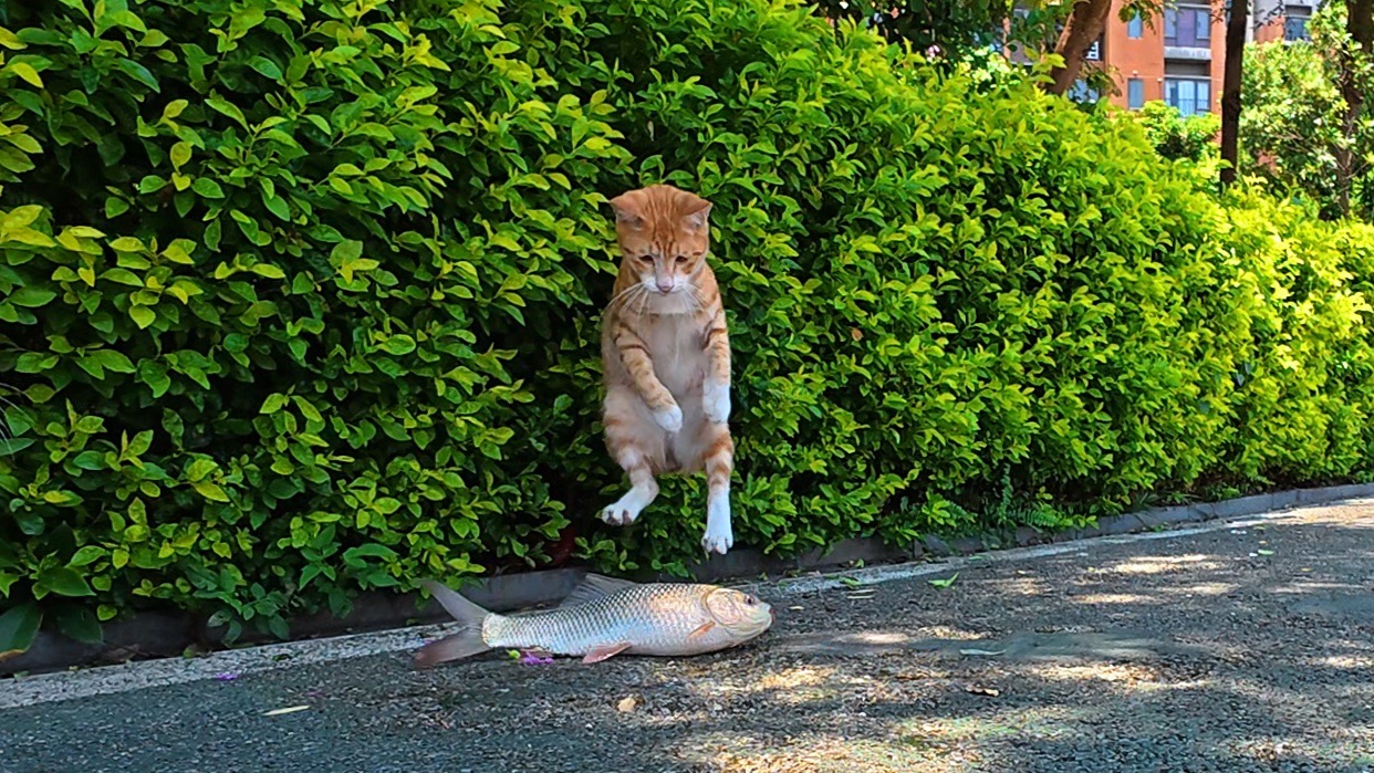 猫真爱吃生鱼啊，家猫为啥不肯吃。