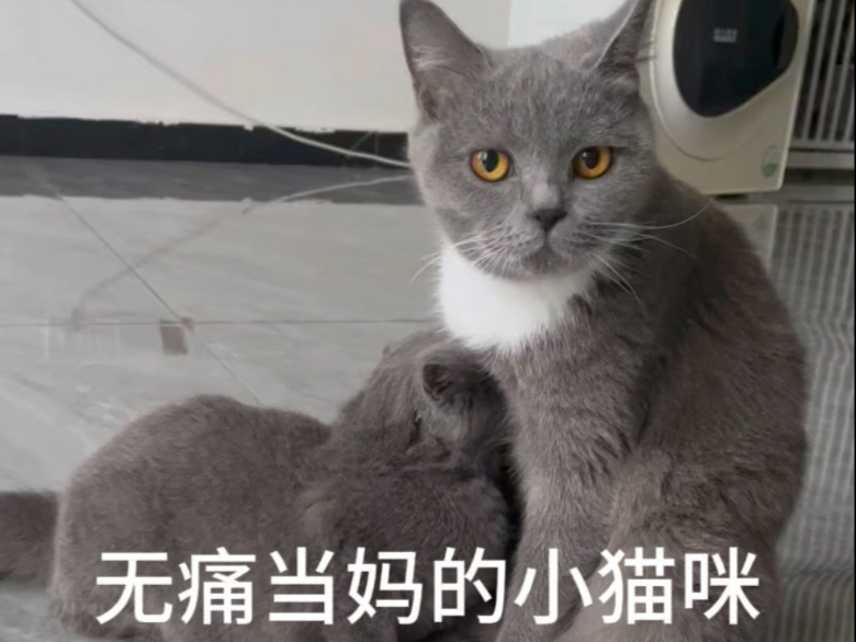 热爱当妈妈的小猫咪