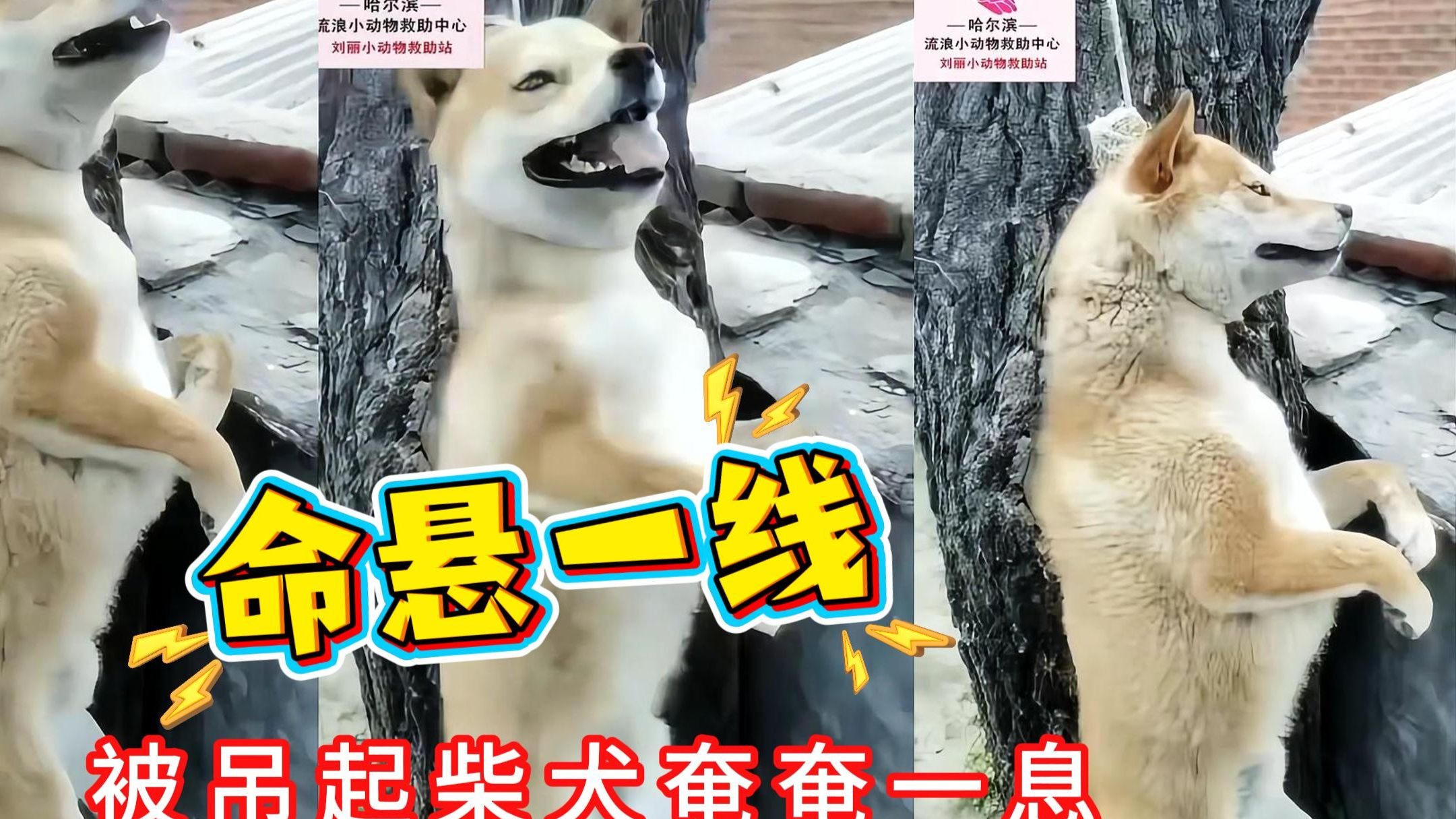 命悬一线被吊起的柴犬，即将被送上餐桌，毛孩的天真笑容打动人心