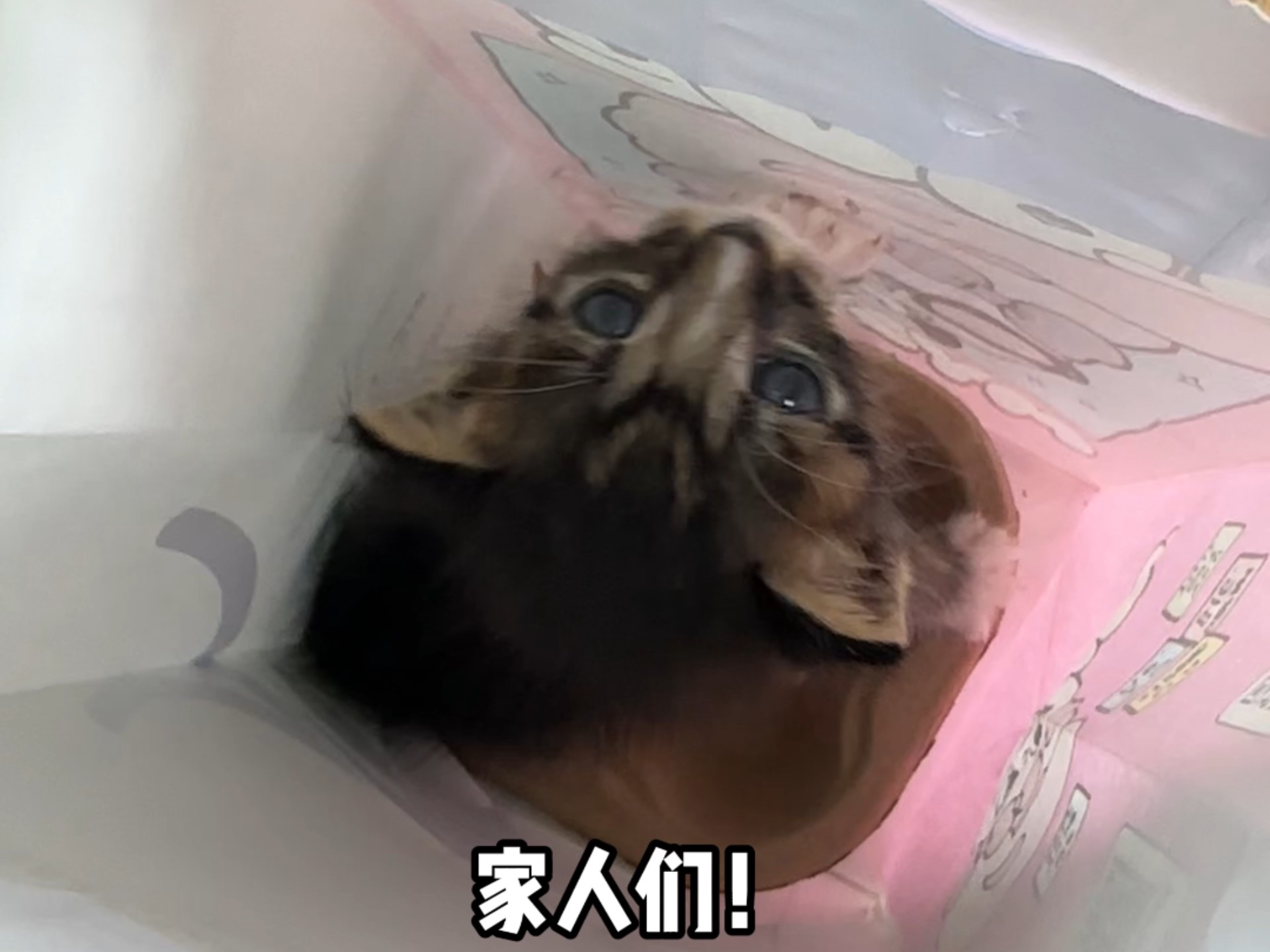 流浪猫的花语是？